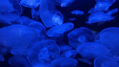 Aurelia-aurita-Poisonous-jellyfish-illuminated-by-a-blue-light