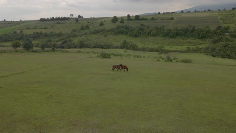 Aerial-drone-shot-of-a-couple-of-brown-horses-in-a-beauty-green-field