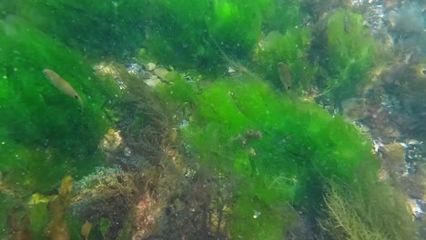 Tauchen-Mit-Kleinen-Fischen,-Die-Durch-Algen-Und-Muscheln-Schwimmen,-Punta-Del-Este,-Uruguay