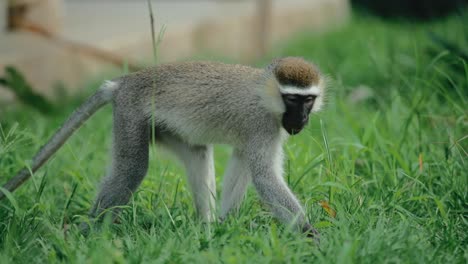 Vervet-monkey-grazing-in-lush-green-grass