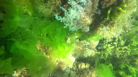Diving-over-seaweed-and-plants-moving-with-the-water,-Punta-del-Este,-Uruguay