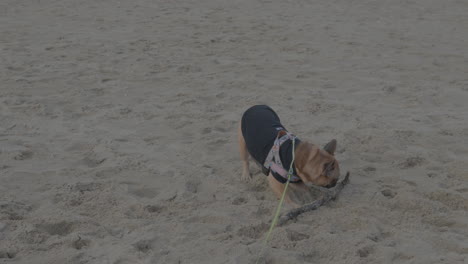 Französische-Bulldogge-Läuft-Im-Sand-Und-Spielt-Mit-Einem-Holzstab-Am-Strand