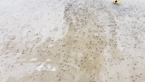 Swarms-of-Tadpoles-swimming-around-in-Shallow-River-Water