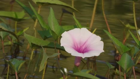 Schöne-Teichblume-Im-Wasser