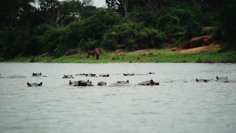 Pod-of-hippopotamus-submerged-in-river-with-bank-in-background