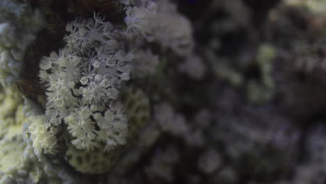 Goniopora,-often-called-flowerpot-coral,-is-a-genus-of-colonial-stony-coral-found-in-the-Red-Sea-are-an-enigmatic-coral-that-has-captured-the-fancy-of-many-a-reef-hobbyist