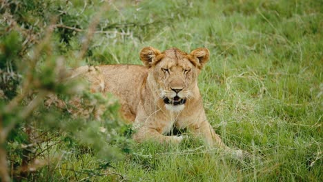 Lioness-lying-next-to-thorn-bush-on-grass-flapping-ears