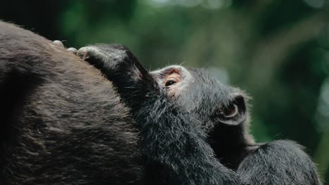 Chimpanzee-grooming-another---important-for-social-bonding