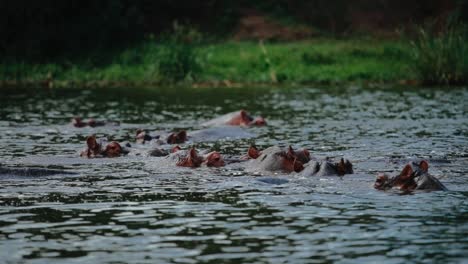 Pod-of-hippos-together-in-river-with-just-ears-and-eyes-sticking-out