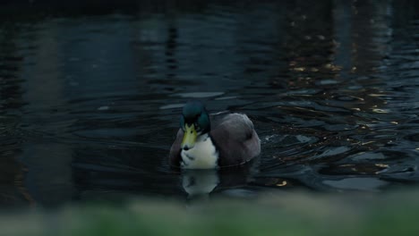 Slowmotion-shot-of-ducks-swimming-in-the-Rotterdam-canals,-Netherlands