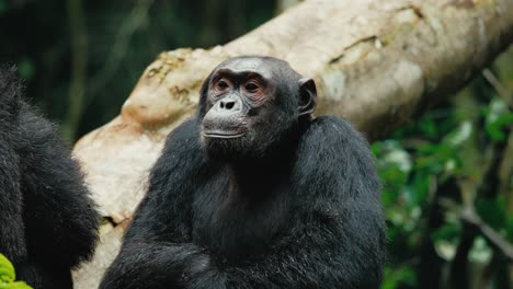 Relaxed-chimpanzee-in-its-natural-habitat,-Uganda