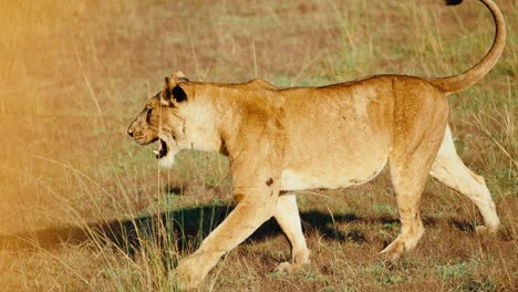 Panting-adult-lioness-strolls-over-dry-grassy-landscape