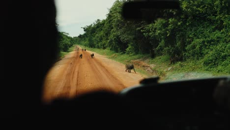 Safari-vehicle-drive-on-dirt-road-past-troop-of-baboons,-POV-through-windscreen