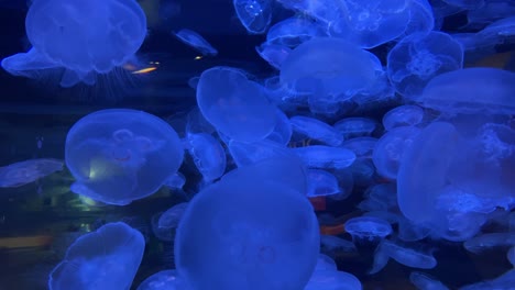 Poisonous-jellyfish-in-the-Vancouver-Canada-aquarium-illuminated-by-a-blue-light,-Aurelia-aurita,-background-animation
