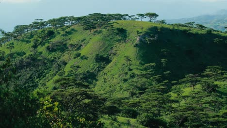 Lush-African-hillside-with-scattered-trees