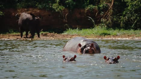 Hipopótamos-En-El-Río---El-Animal-Africano-Más-Peligroso