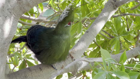 A-green-young-Knysna-turaco-bird-sitting-on-a-tree-branch-in-the-shadow