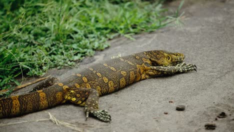 Nile-monitor-lizard-with-gold-skin-coloration-basking-in-sun-on-rock
