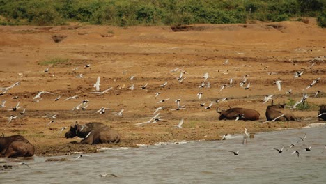 Buffalo-lying-on-river-bank,-flock-of-birds-in-flight,-slow-motion-shot