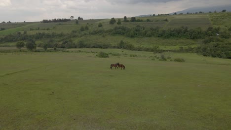 Horses-in-a-field-with-a-foal-aerial-drone-shot-in-huge-green-on-cloudy-day
