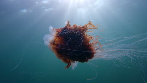 lion's-mane-jellyfish-swimming-in-slow-motion-during-a-dive-in-Percé,-Quebec