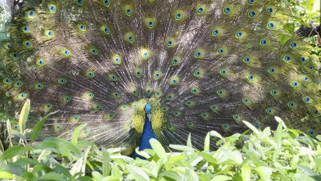 Peacock-does-a-pirouette-showing-its-feathers-in-an-attempt-to-intimidate-the-opponent