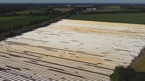 Amazing-scenery-of-asparagus-field-in-the-netherlands-lines-symmetrical-drone