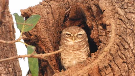 Beautiful-owl-in-tree---eyes