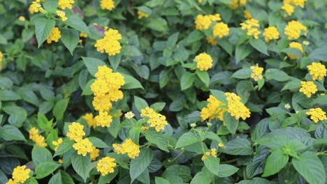 Hermosa-Flor-Amarilla-En-El-Jardín