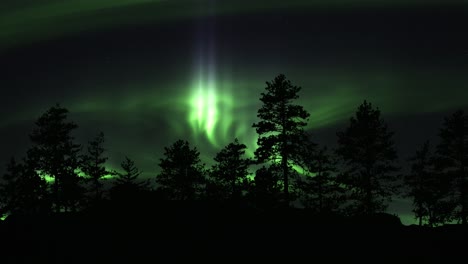 Tree-Silhouettes-Illuminated-With-Dancing-Green-Lights-Of-Aurora-Borealis