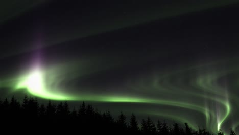 Aurora-Boreal-Resplandeciente-Sobre-Los-árboles---Incline-Hacia-Arriba