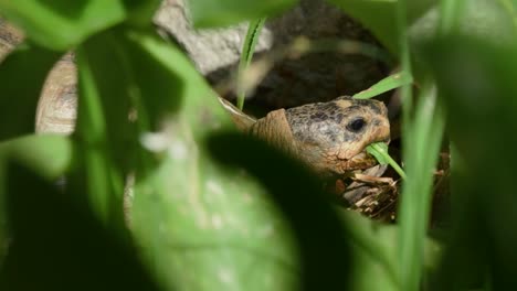 Tortoise-Eating-Leaves-Between-Luscious-Green-Plants,-Close-Up-4K