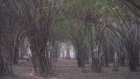 árbol-De-Bambú-Alejar-Vista-Amplia