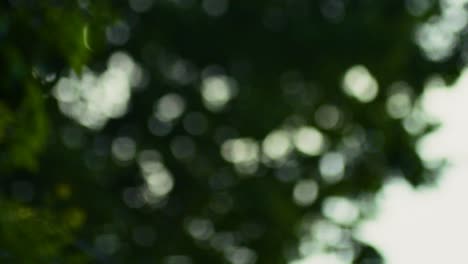 Abstract-Soft-Focus-Tree-Bokeh-Swaying-in-the-Wind,-Slow-Motion