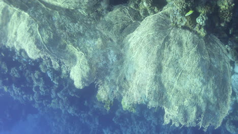 Alcyonacea,-Sind-Eine-Ordnung-Der-Korallen