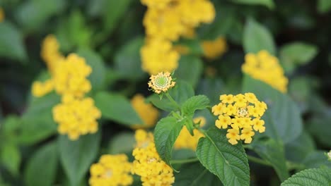 Gelbe-Blume-Auf-Grünem-Blatthintergrund,-Wilde-Blume-Auf-Sommerfeuchter-Wiese