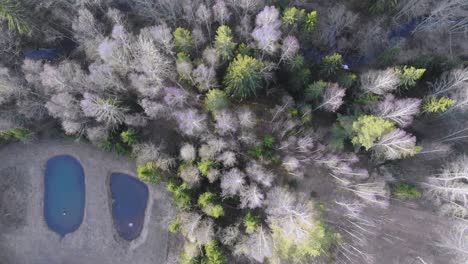 Drone-shot-downwards-over-trees,-ponds-and-a-creek