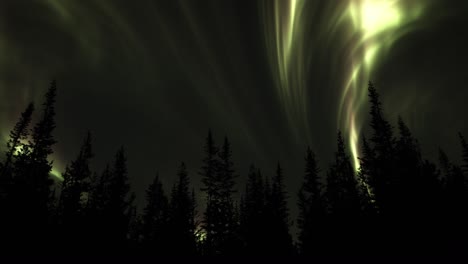 Northern-Lights-Glowing-Brightly-Over-Trees---low-angle
