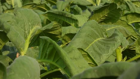 Beautiful-tobacco-leafs---green-