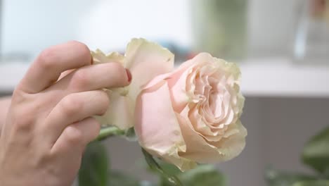 A-Pink-Rose-being-stripped-of-excess-petals