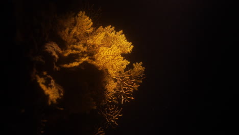 Alcyonacea,-Son-Un-Orden-De-Corales