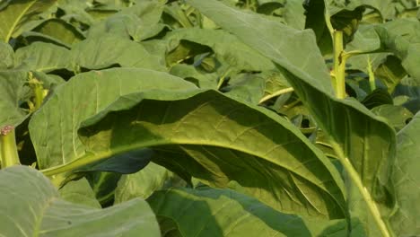 Tabaco-leafs-beautiful---green-