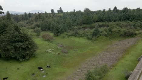 See-Und-Kühe-Mit-Einigen-Bäumen-Und-Grünflächen-Im-Hintergrund