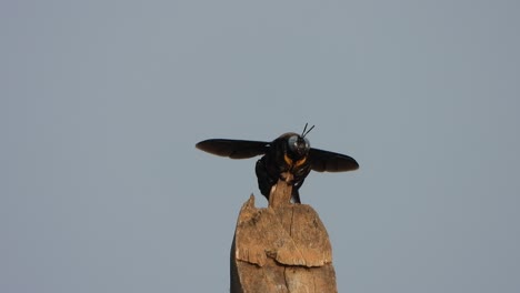 Schwarze-Fliegende-Biene---Im-Baum