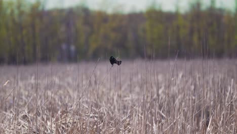 Red-Winged-Blackbird-Perched-on-Reed-in-a-Marsh