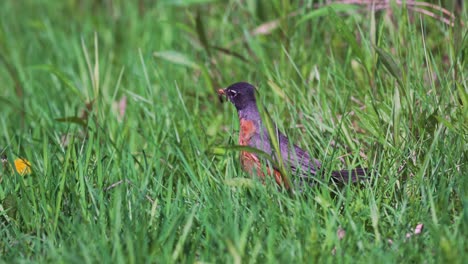 Close-Up-on-Robin-Bird-Pulling-Worm-Out-of-the-Ground