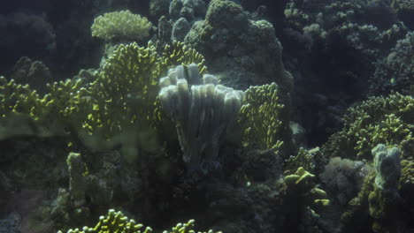 Callyspongia-Sponge-Coral-or-Colonial-tube-sponge-in-The-Reef-of-The-Red-Sea-,-Callyspongia-is-a-genus-of-demosponges-in-the-family-Callyspongiidae