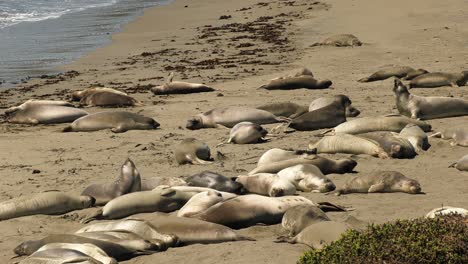 Seals-lay-on-sunny-beach
