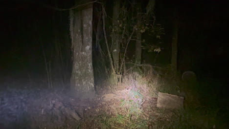 Flashlight-beam-shining-across-creepy-forest,-bushes-and-logs-during-dark-night