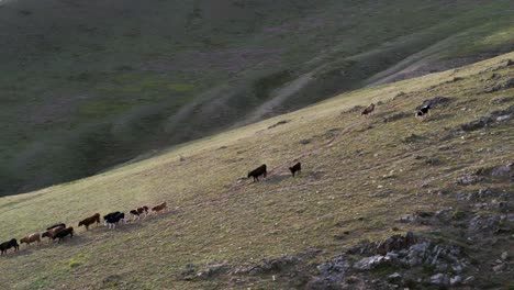 A-cow-herd-walking-on-a-grass-covered-mountain-ridge-in-Mongolia,-Ulaanbaatar,-in-the-Töv-province